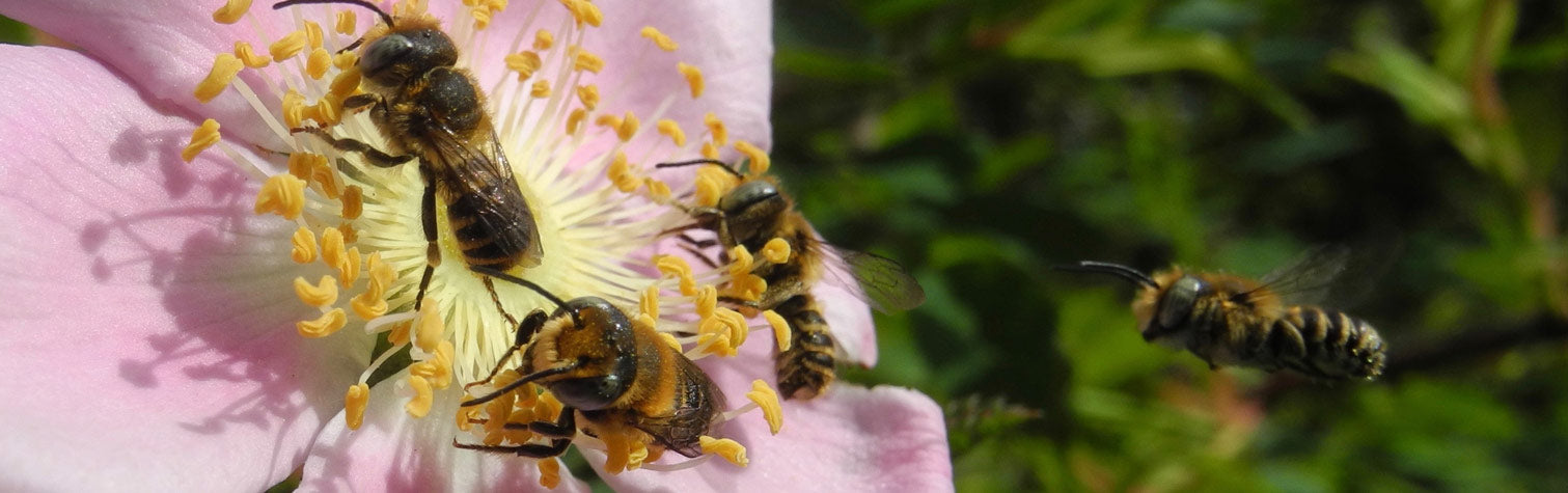 Leafcutter Bees