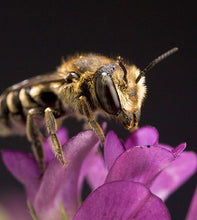 Load image into Gallery viewer, Leafcutter bees -  Order now to reserve for shipping starting May 27th